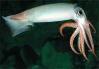 Difference Between Squid And Calamari Difference Between