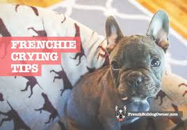 Akc purebred french bulldog puppies for sale with one year health guarantee 50% off now,. French Bulldog Puppy Crying How To Stop Crate Night Tears