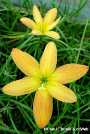 Image result for Zephyranthes minuta