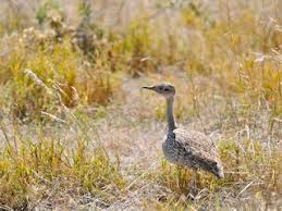 Image result for Burttia prunoides