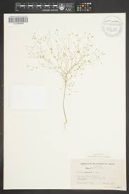Image result for Hugonia platysepala