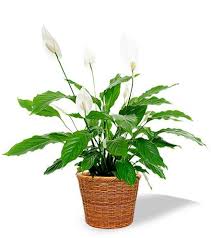 James Labor Obituary (1966