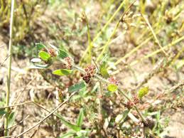 Image result for Bergia ammannioides