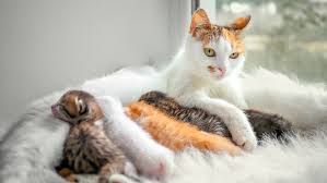 Read reviews & figure out whether an automatic, hidden or covered litter box is best for your frisky feline. Helping Your Pregnant Cat Give Birth At Home Royal Canin