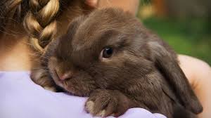 As a long time professional rabbit breeder in the us, i can assure your readers that rabbit is indeed a good and healthy source of food which is easy to raise on limited resources. Why Your Pet Rabbit Is More Docile Than Its Wild Relative Science Aaas