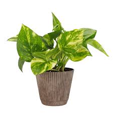 Image result for Coleus shirensis