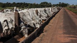 Anuncie no mf rural e venda para todo brasil. Confinamento De Bovinos Pode Cair Mais De 10 Neste Ano Revista Globo Rural Boi