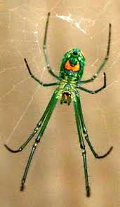 Big Black And Yellow Striped Spider Orchard Spider What S That Bug Spider Arachnids Spiders Insects