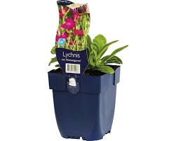 Lichtnelke kronen lichtnelke 3 ableger aus meinem bauerngarten blüte: Kronen Lichtnelke Lychnis Coronaria Atrosanguinea H 5 80 Cm Co 0 5 6 Stk Bei Hornbach Kaufen