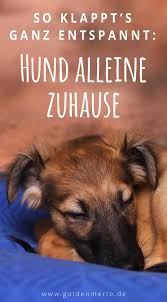 Der kleine racker durchstreift die küche, als hätte er eine witterung. Viele Hunde Bleiben Nicht Gerne Alleine Zuhause Mithilfe Dieser Tipps Und Viel Geduld Kann Es Dennoch Ganz Entspa Hunde Welpen Erziehung Hunde Erziehen Hunde