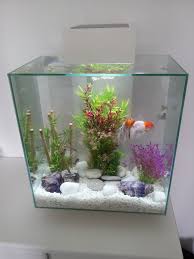 Because goldfish grow very rapidly, it's best to start with a larger tank so you don't have to keep upgrading. I Decided My Fish Could Do With A More Modern Des Res So I Brought Them A Fluval Edge 46 Litre Aquari Small Fish Tanks Goldfish Aquarium Fish Tank Decorations