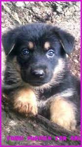 (cos > colorado spgs) pic. 8 Things You Need To Know About Corgi Puppies For Sale Near Me Craigslist Today Corgi Puppies For Sale Puppies Corgi Puppies For Sale German Shepherd Puppies