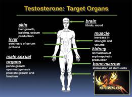 Contrairement à la plupart des autres sites, les followers que nous offrons sont de haute qualité, actifs et 100 % réels. Testosterone Proprietes Bienfaits Posologie Effets Mr Ginseng