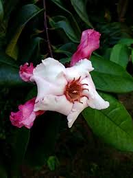 Image result for Strophanthus nicholsonii