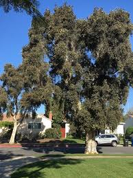 Image result for Melaleuca