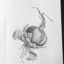 Brown Onion Pencil On Paper Graphite Drawings Shadow Drawing Botanical Drawings