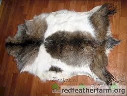 Apalagi cara masak kulit melinjo yang cukup beragam sehingga banyak orang yang menyukainya. Cara Membuat Kulit Kambing Di Rumah Haiwan 2021