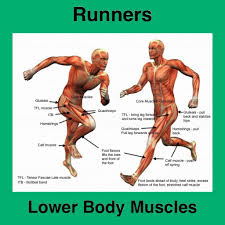 If you think it looks like a lot of muscles, it is. Muscles We Need To Focus On To Improve Our Running Goals Tgr