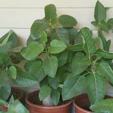 Image result for Ficus fischeri