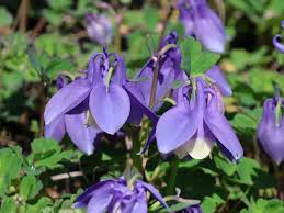 Image result for Aquilegia flabellata ministar