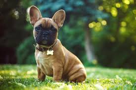 French bulldog · des plaines, il. Woman Mauled To Death By French Bulldog Mix The Independent The Independent