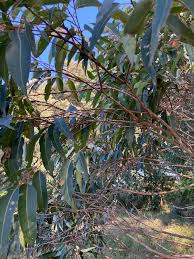 Image result for Eucalyptus botryoides