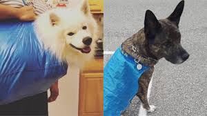 We do not claim to be collectors or experts on all our items, but do our best to describe our items accurately. 18 Genius Pets And Their Owners Finding Great New Uses For The 99 Ikea Bag The Dog People By Rover Com