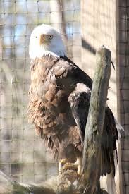 Birds Of Prey Box Office Tracking Bald Eagle At The Zoo What A Magnificent Creature Bald Eagle Love Photography Animals