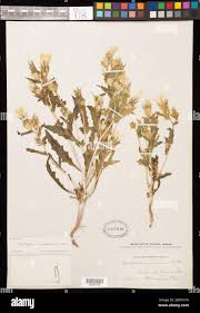 Image result for Heteromorpha involucrata