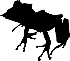 Image result for Hemiphractus bubalus