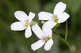 Image result for Arabis alpina