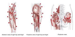 Hip pain explained including structures anatomy of the hip and pelvis author juni 02, 2021. Muscles Involved In The Hip Joint Origins Insertions Innervations And Function Diagram Quizlet