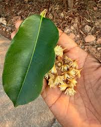 Image result for Mimusops elengi