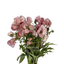 Image result for Ranunculus stagnalis