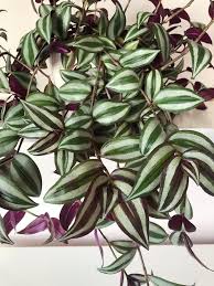 Maybe you would like to learn more about one of these? Pin On Plants