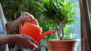 Resultado de imagen de regadera para las plantas