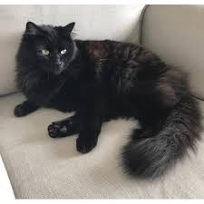 It is a true native american breed that comes in a variety of colors, although it does not come in a pointed pattern like that of the siamese.the best known american shorthairs are the dramatically marked silver tabbies, which have been popular in commercial. Tiffany The Floofy Black Diva Cat Female Domestic Medium Hair Cat In Vic Petrescue