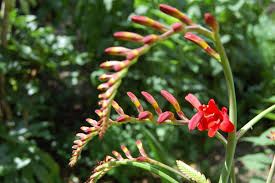 Just because a few cultivars have shown invasive tendencies, gardeners should not shy away from growing any of them. Crocosmia Lucifer Landscape Architect S Pages