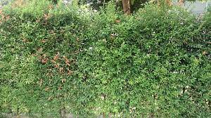 И летняя резиденция хана в белуджистане. File Kelat Paya Syzygium Campanulatum Jpg Wikimedia Commons