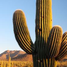 These majestic plants take 70 years before it. A Menace To The West David Grundman