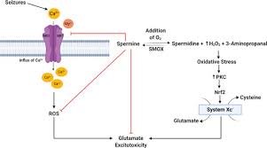 Spermidine has been linked to hair growth, arterial health, longevity, epithelial stem cell modulation, and autophagy activation. Spermidine An Autophagy Inducer As A Therapeutic Strategy In Neurological Disorders Sciencedirect