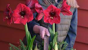 Our growing guides for flowers cover popular annuals, perennials, bulbs, roses, and shrubs—as well as some houseplants. Growing Bulbs Indoors Forcing Bulbs Gardener S Supply