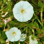 Image result for Convolvulus aschersonii