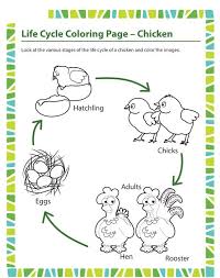 Life Cycle Coloring Page Chicken Crafts And Worksheets For Preschool Toddler And Kindergarten Chicken Life Cycle Life Cycles Cycle For Kids