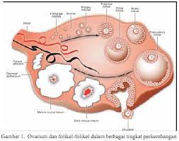 Pin Di The Beauty Of Medicine