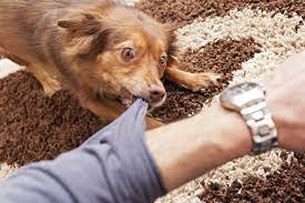 How to stop a puppy's bad behavior. How To Stop A Dog From Nipping When Excited
