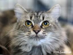 Our cats live in foster homes while waiting to find their own forever homes. Adopt Amita On Petfinder Long Haired Cats Pets Cats And Kittens