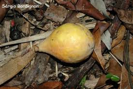 Image result for Pouteria