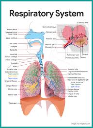 It is made up of several organs and structures that transport air into and out of the lungs, exchanging oxygen with carbon dioxide. Respiratory System Anatomy And Physiology Nurseslabs Respiratory System Anatomy Human Respiratory System Human Anatomy And Physiology