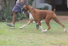 Maybe you would like to learn more about one of these? Von Eldorado Boxers Home Facebook